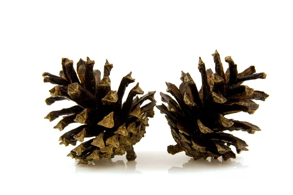 Two pine cones — Stock Photo, Image