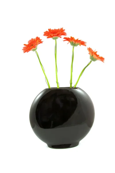 Red gerber flowers in balck vase — Stock Photo, Image