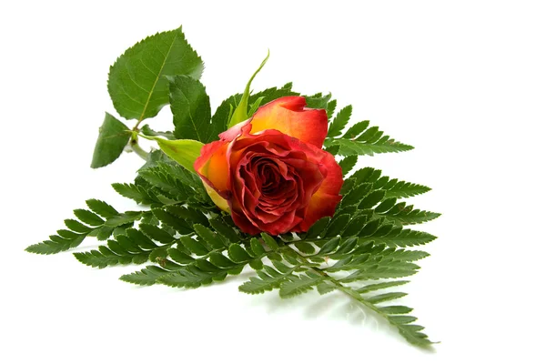 Czerwona róża na liściu — Zdjęcie stockowe