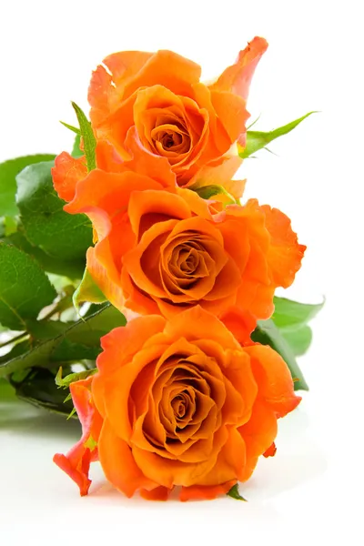 Tři nad sebou oranžové růže — Stock fotografie
