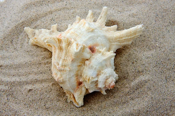 Hermosa concha en la playa — Foto de Stock