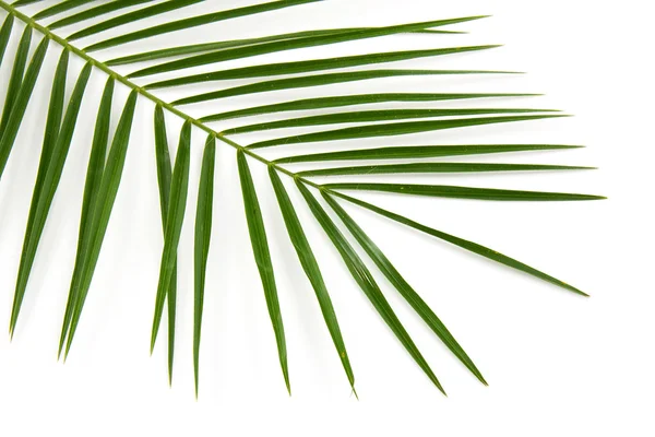 Grünes Palmblatt — Stockfoto