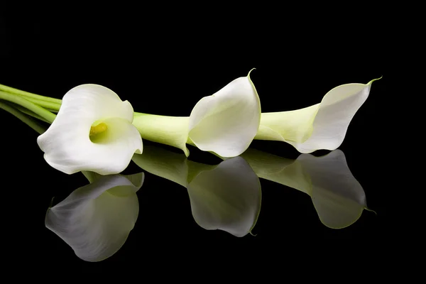 Mooie witte calla lelies — Stockfoto