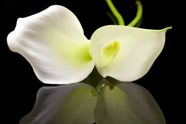 Lindos lírios brancos Calla — Fotografia de Stock