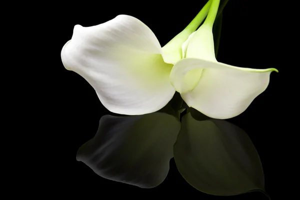Beautiful white Calla lily — Stock Photo, Image