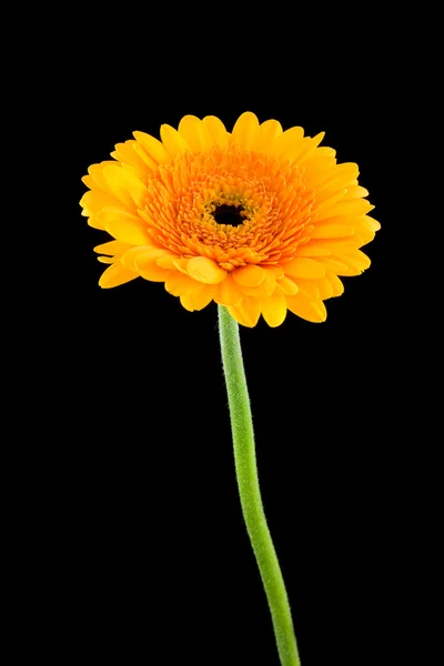 Sárga gerber virág — Stock Fotó