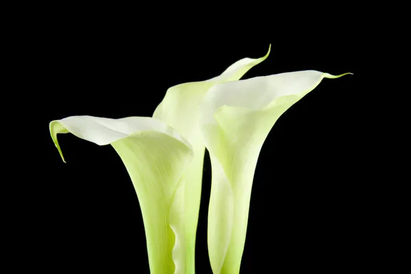 在特写镜头中的白色马蹄莲花 — 图库照片