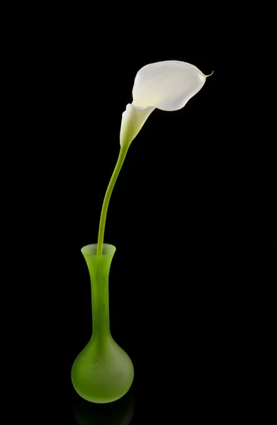 Vita kallor lilly i grön vas — Stockfoto