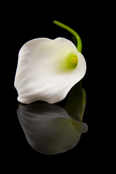 Vackra vita kallor lilly — Stockfoto