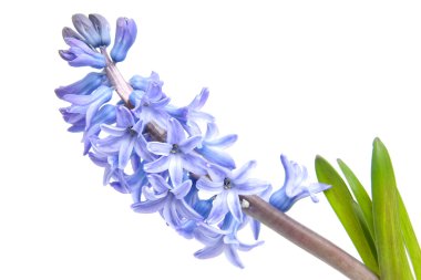 Purple hyacinth flower clipart