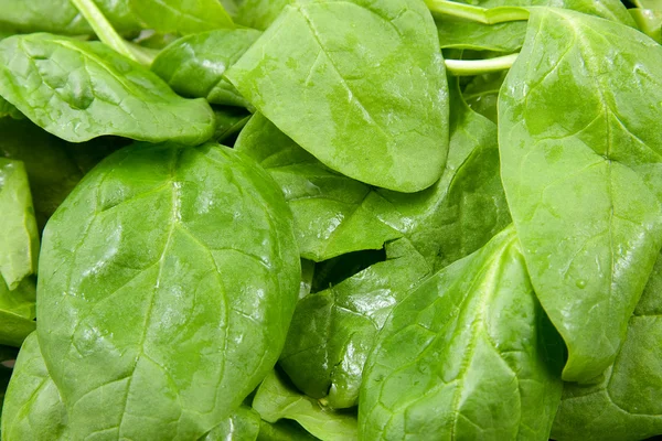 Fresh spinach in closeup — Stock Photo, Image
