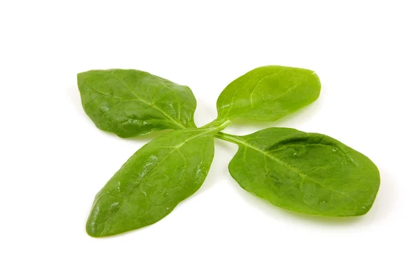 Τέσσερα φύλλα φρέσκο σπανάκι — Φωτογραφία Αρχείου