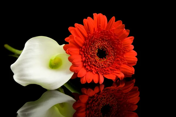 白色马蹄莲和红色格柏鲜花 — 图库照片