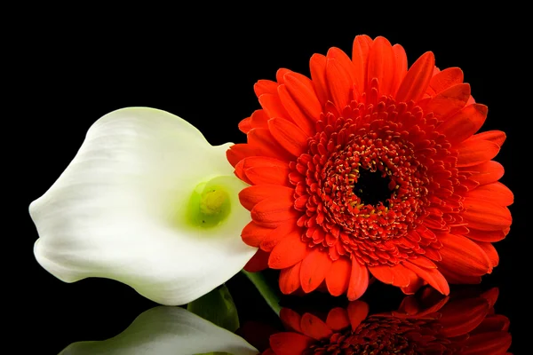 Białych kalii i czerwone kwiaty gerber — Zdjęcie stockowe