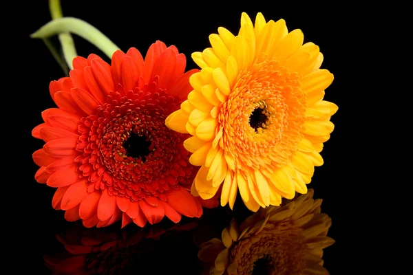 Red and yellow gerber flowers — Stock Photo, Image