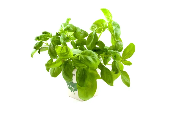 Pflanze aus Basilikum — Stockfoto
