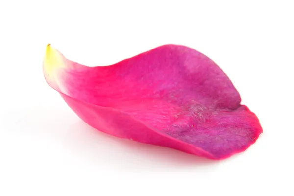 Rosa rosa folha em close-up — Fotografia de Stock