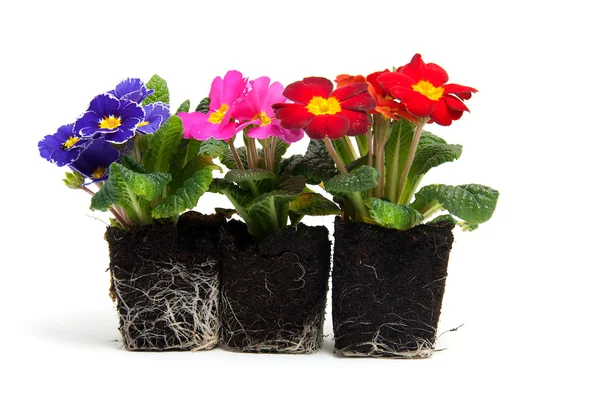 Colorful primula flowers — Stock Photo, Image