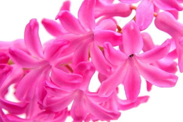 Różowy kwiat hiacyntu — Zdjęcie stockowe