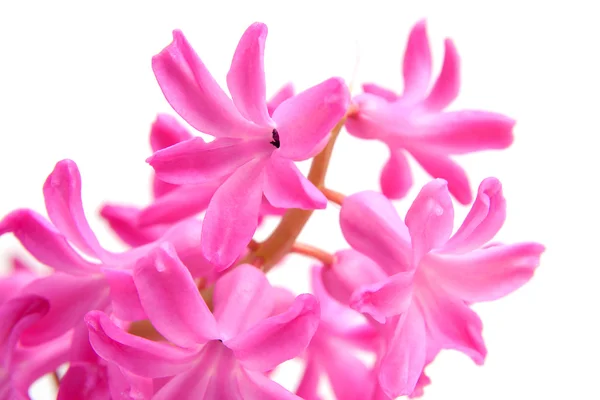 Rosa Hyazinthenblüte — Stockfoto