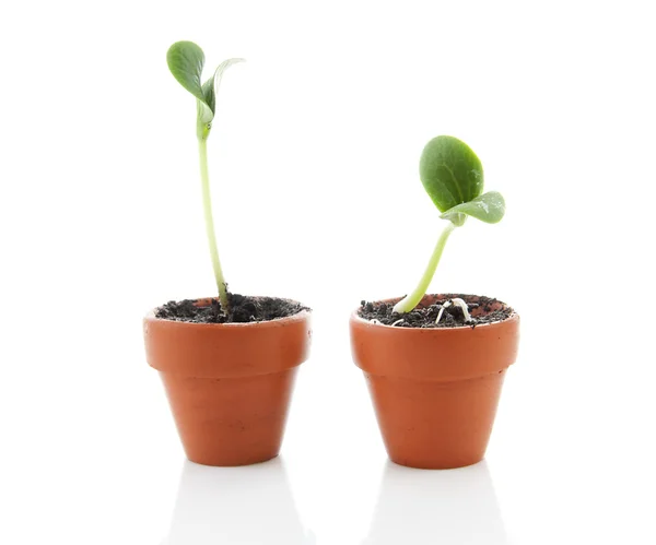 Duas plantas novas no potenciômetro, vida nova — Fotografia de Stock