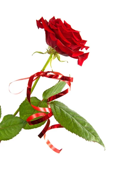 Czerwona róża ze wstążki — Zdjęcie stockowe
