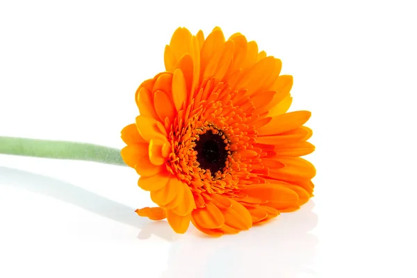Kwiat pomarańczowy gerber — Zdjęcie stockowe