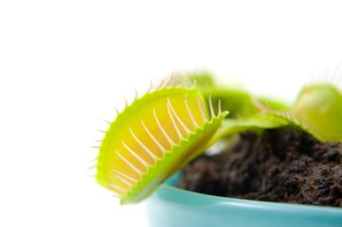 Dionaea, flytrap, in closeup clipart