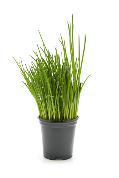 Färsk gräslök växt i svart kruka — Stockfoto