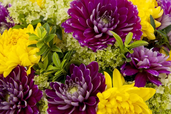 Dahlia flores em close-up — Fotografia de Stock