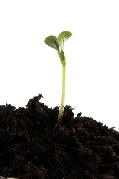 Stapel van zwarte tuingrond met jonge plant — Stockfoto