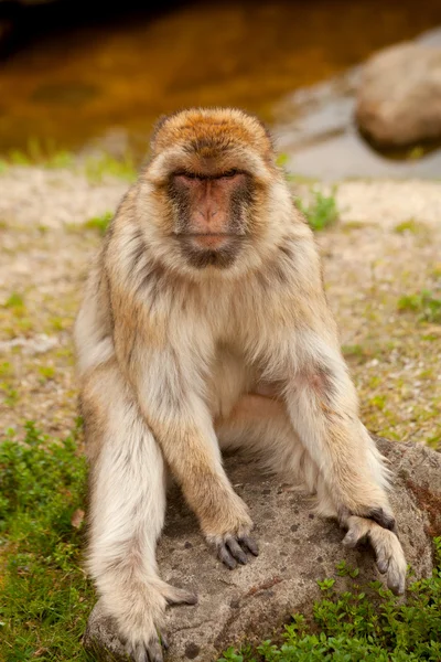 Barbary ape — Stock Photo, Image