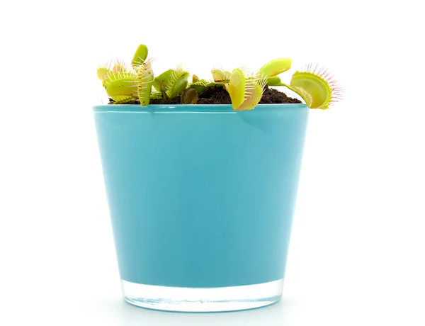 Modrý hrnec s dionaea, flytrap — Stock fotografie