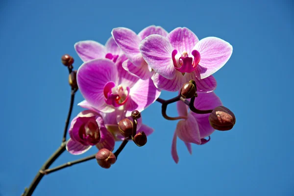 Pink orchid in closeup — Stock Photo, Image