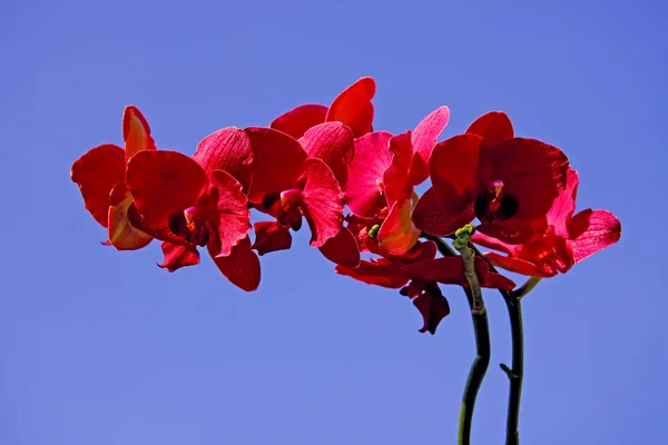 Red orchid in closeup — Stock Photo, Image