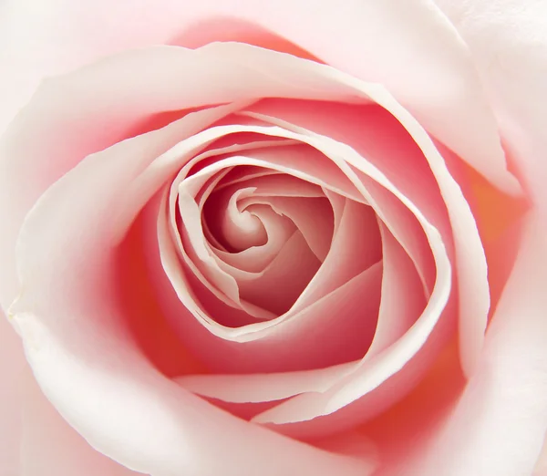 Macro van roze roos — Stockfoto