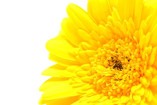 Желтый цветок Гербера крупным планом — стоковое фото
