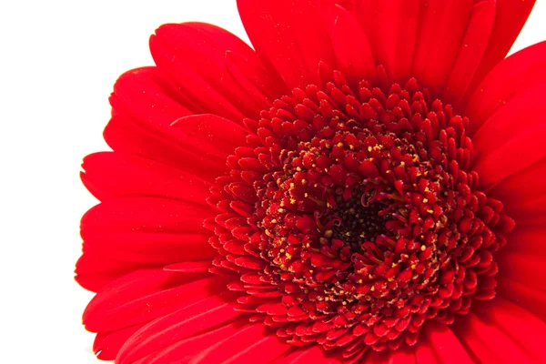 Röd gerber blomma i närbild — Stockfoto