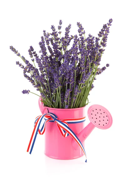 Roze gieter met lavendel — Stockfoto