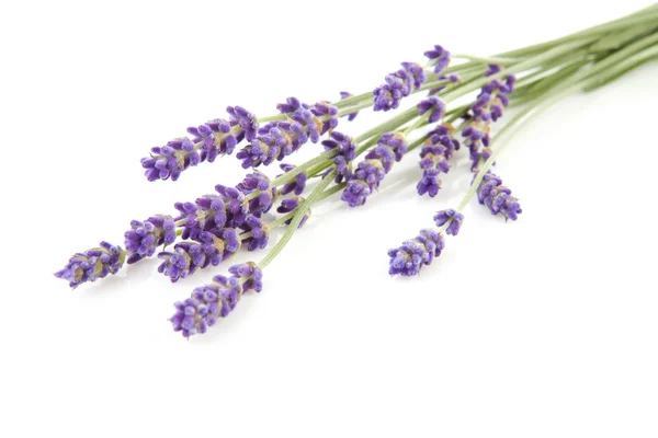 Zweige gezupft Lavendel — Stockfoto