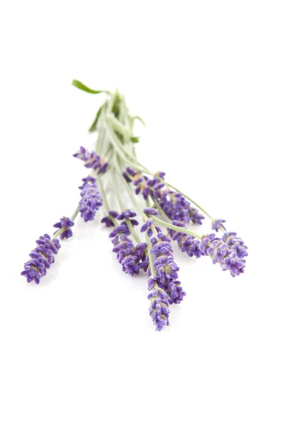 Zweige gezupft Lavendel — Stockfoto