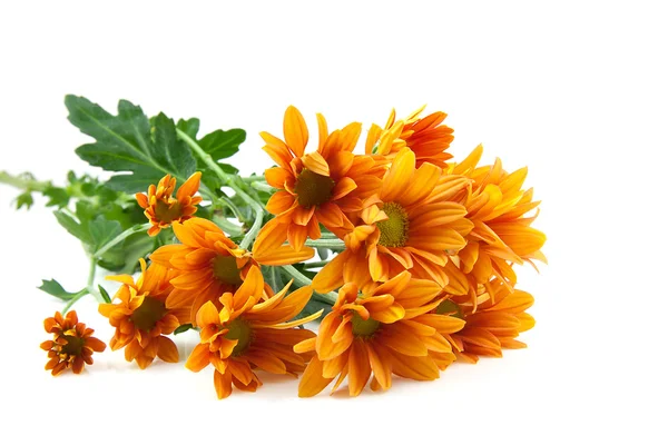 Kwiat chryzantemy, goldon stokrotka — Zdjęcie stockowe