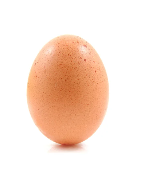 One brown chicken egg standing straight up — Stock Photo, Image