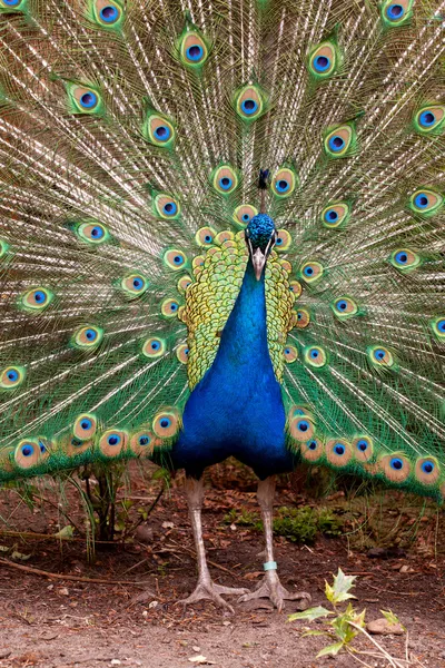 Porträtt av manliga peacock — Stockfoto