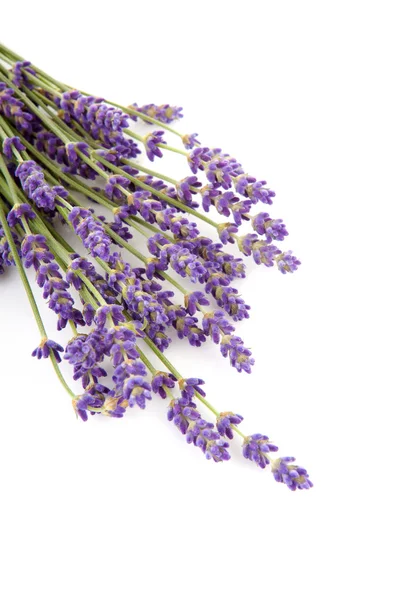 Twigs lavender — Stock Photo, Image