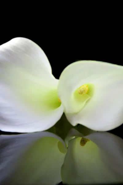Hermosa lila blanca de Calla — Foto de Stock