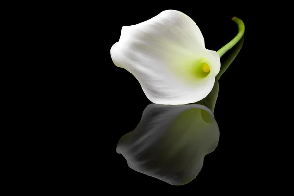 Beautiful white Calla lilly — Stock Photo, Image