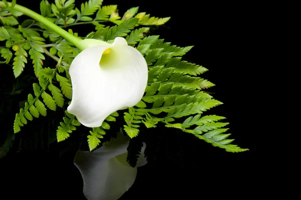 Krásné bílé calla lilly — Stock fotografie
