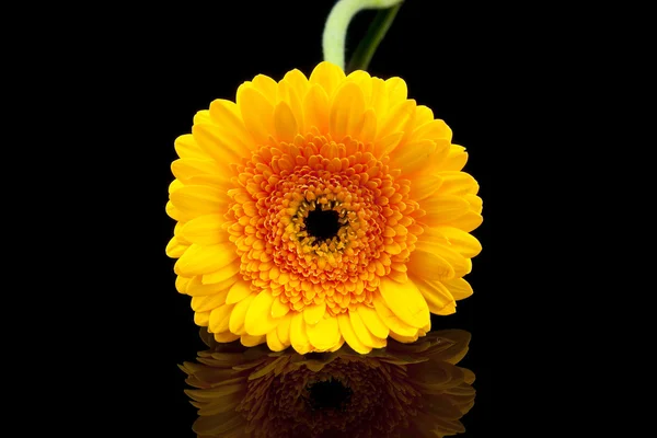 Fleur gerber orange — Photo