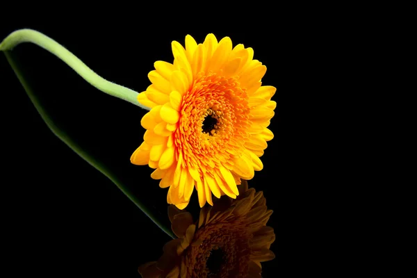 Oranje gerber bloem — Stockfoto